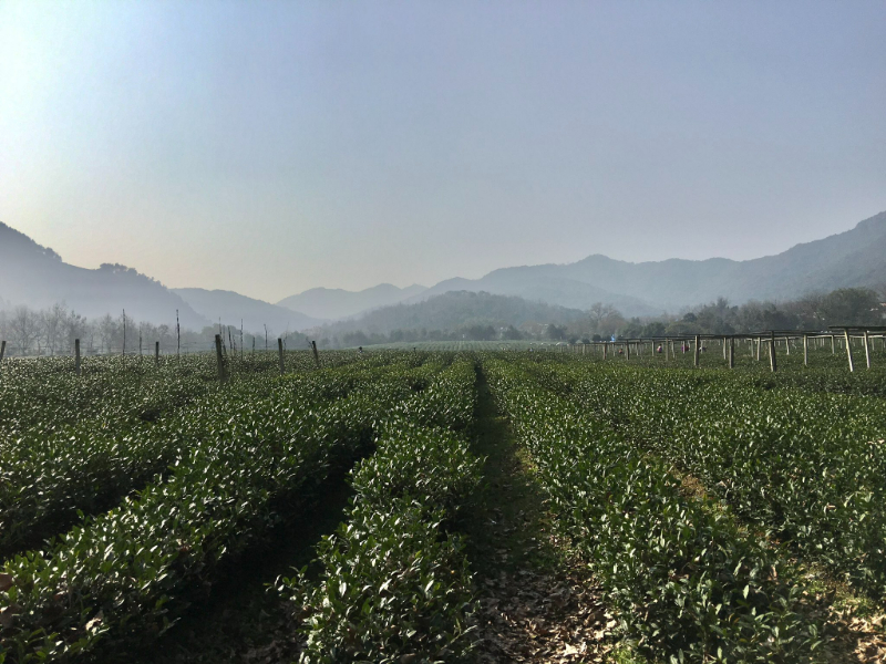 西湖新十景の1つ龍井問茶の茶畑